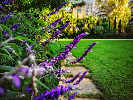 purple lavenders