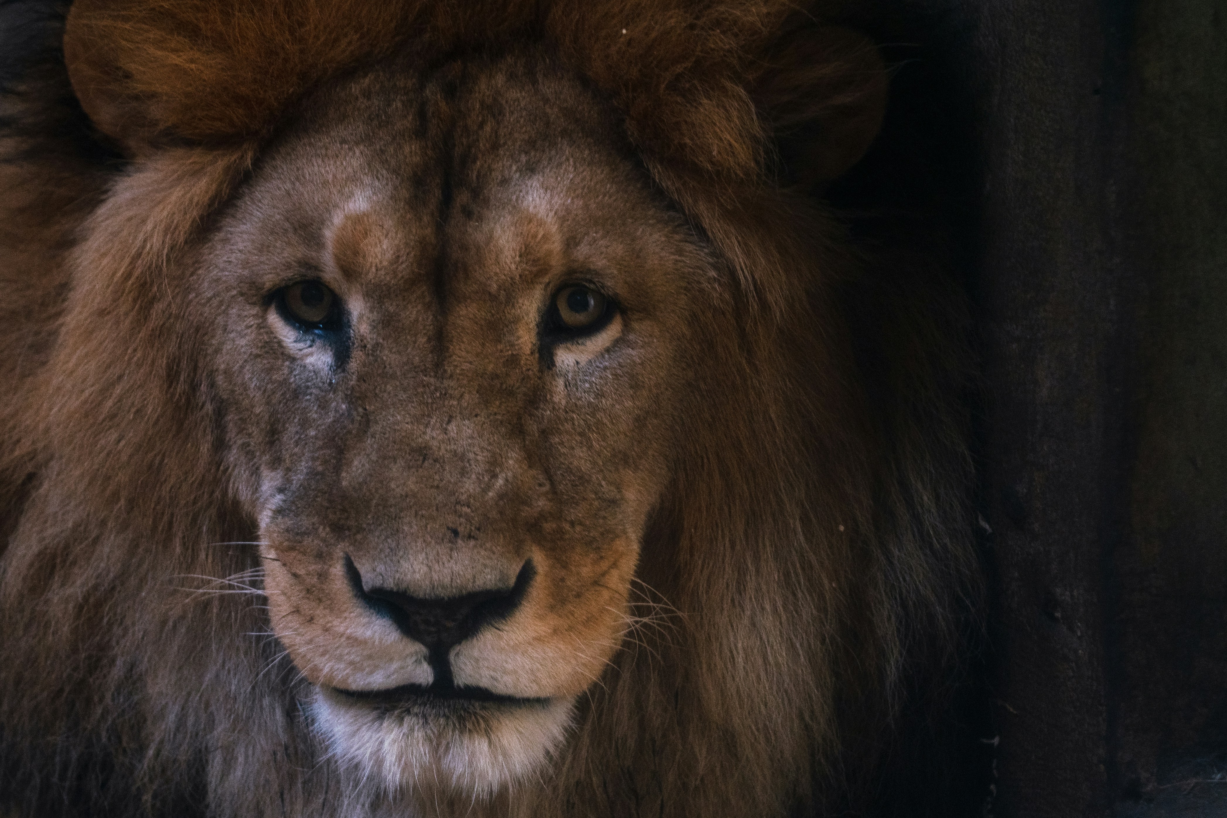 brown lion in close up photo