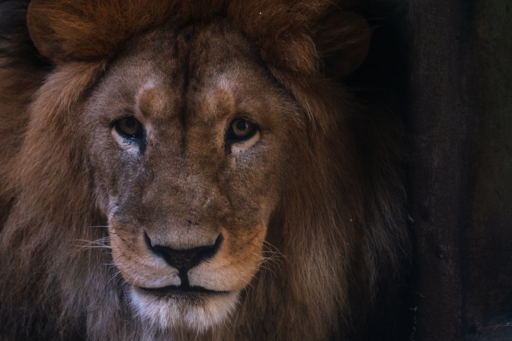 brown lion in close up photo