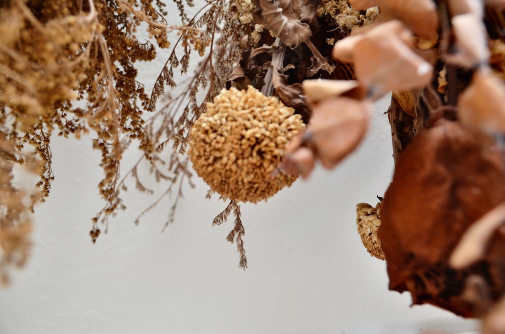 a bunch of dried plants hanging from a ceiling