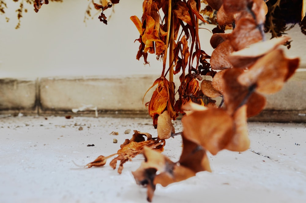 withered leaves