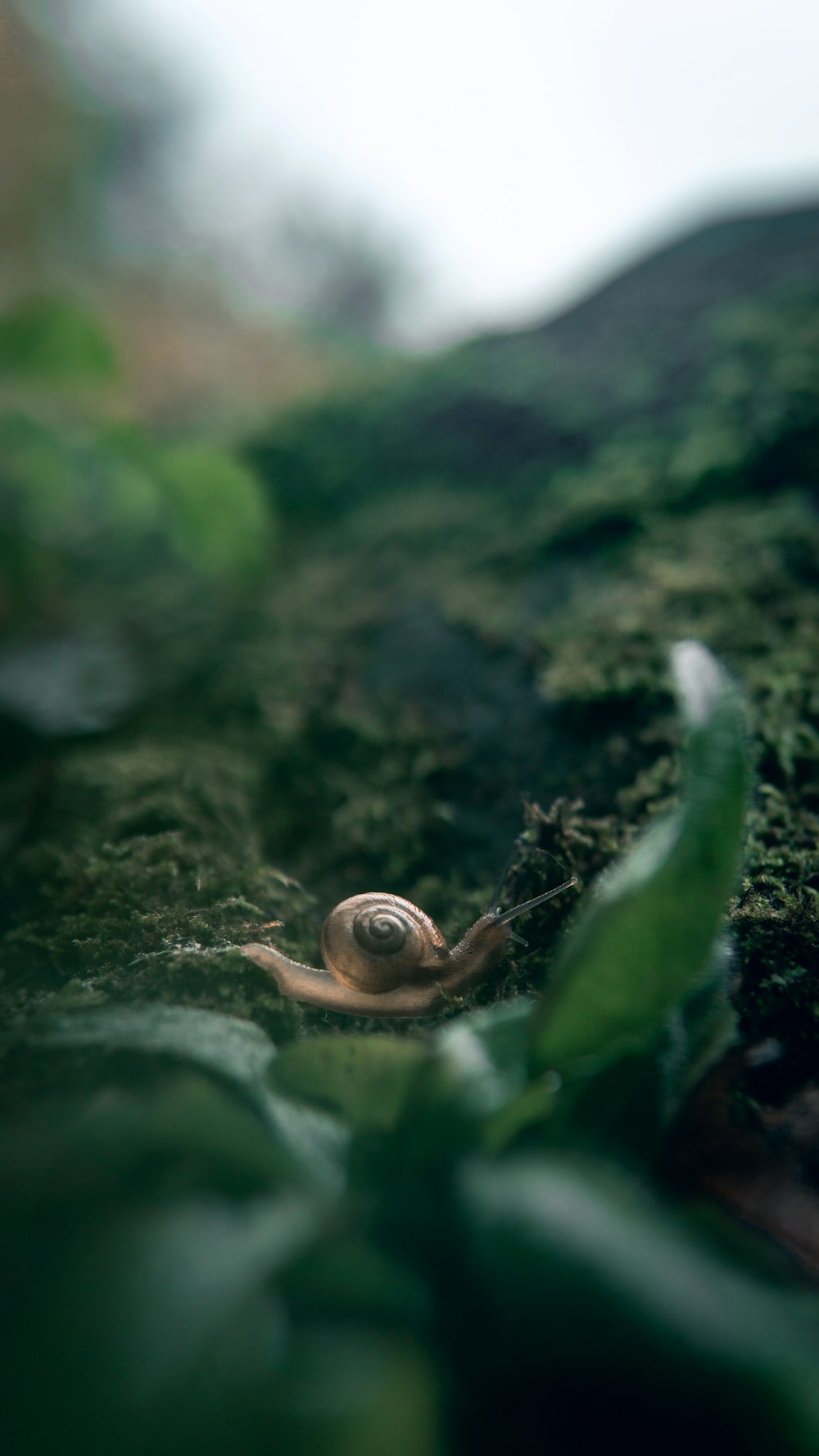 brown snail on ground
