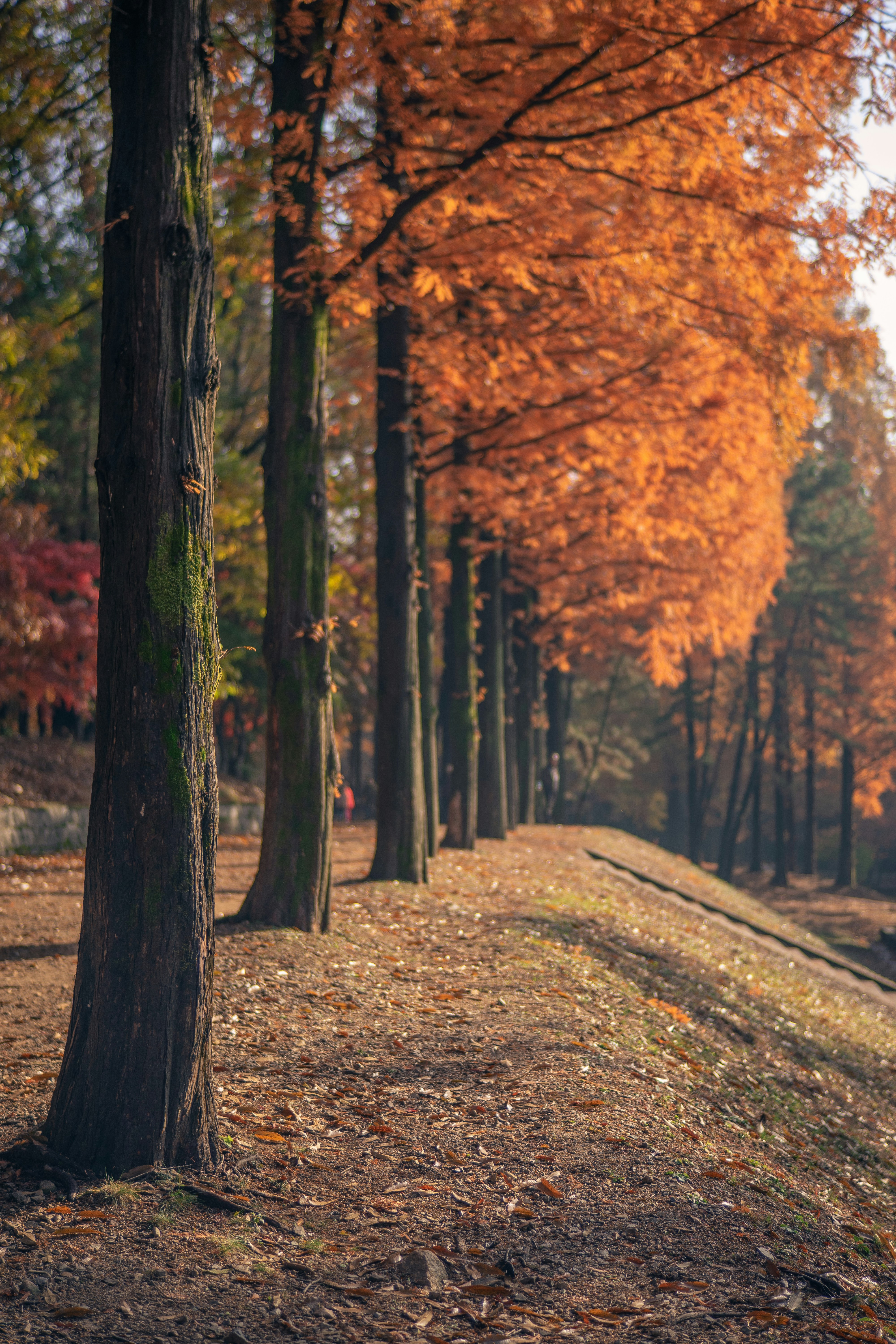 Photo by oostarteroo