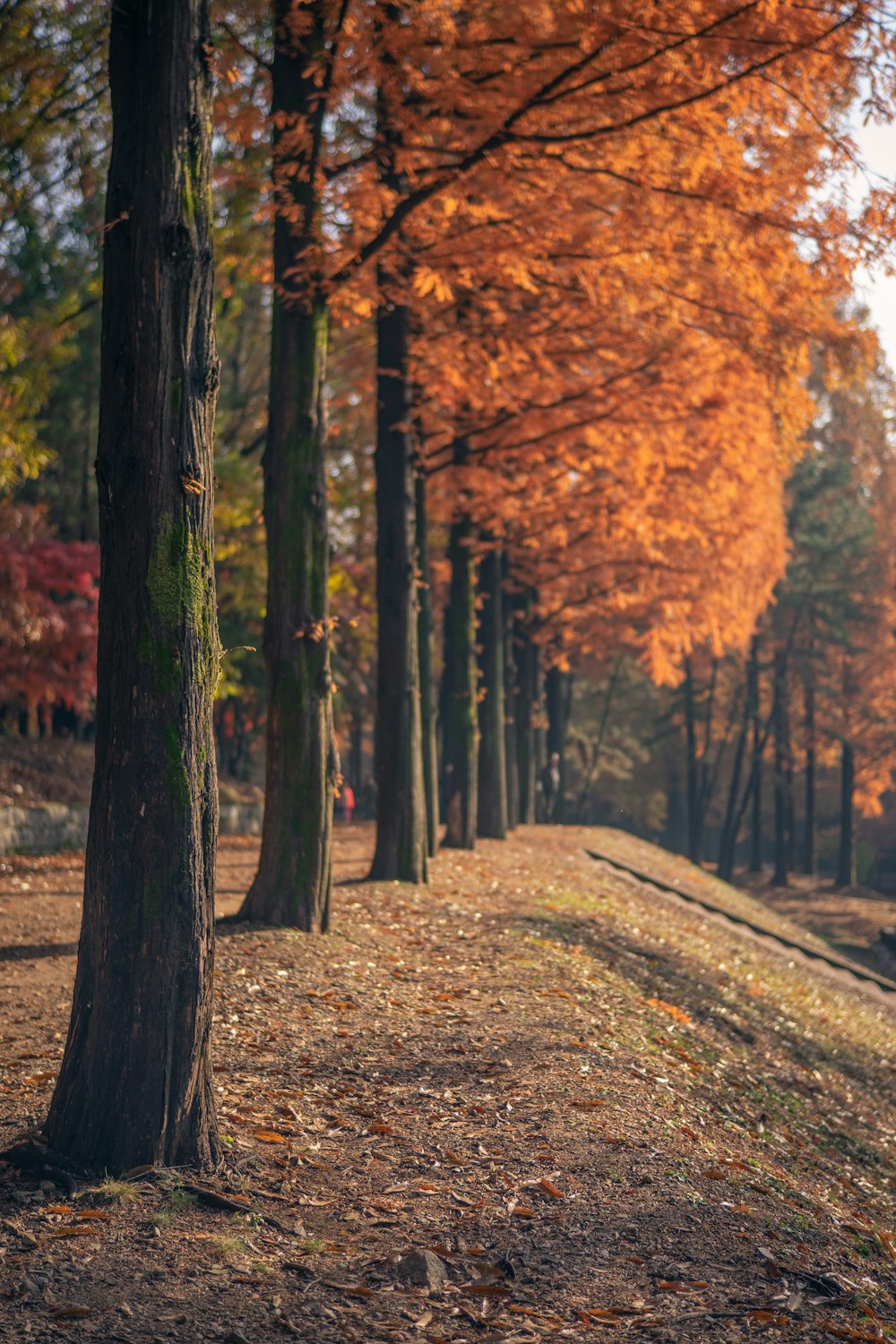 view photography of trees