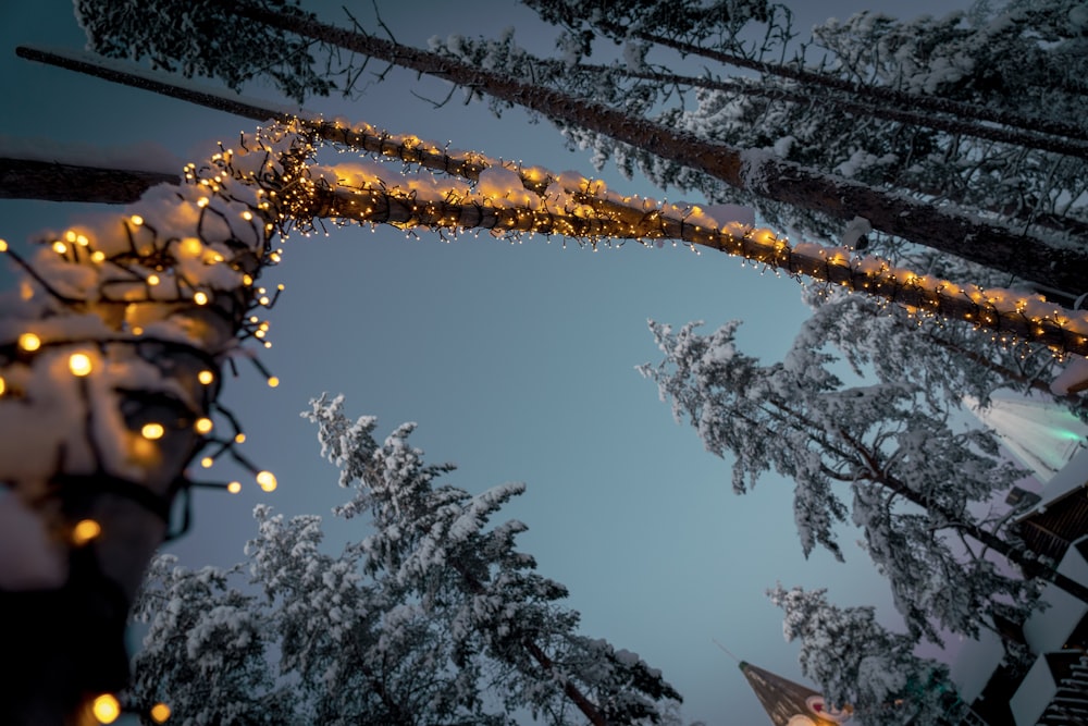 Fotografía de ángulo bajo de guirnaldas de luces