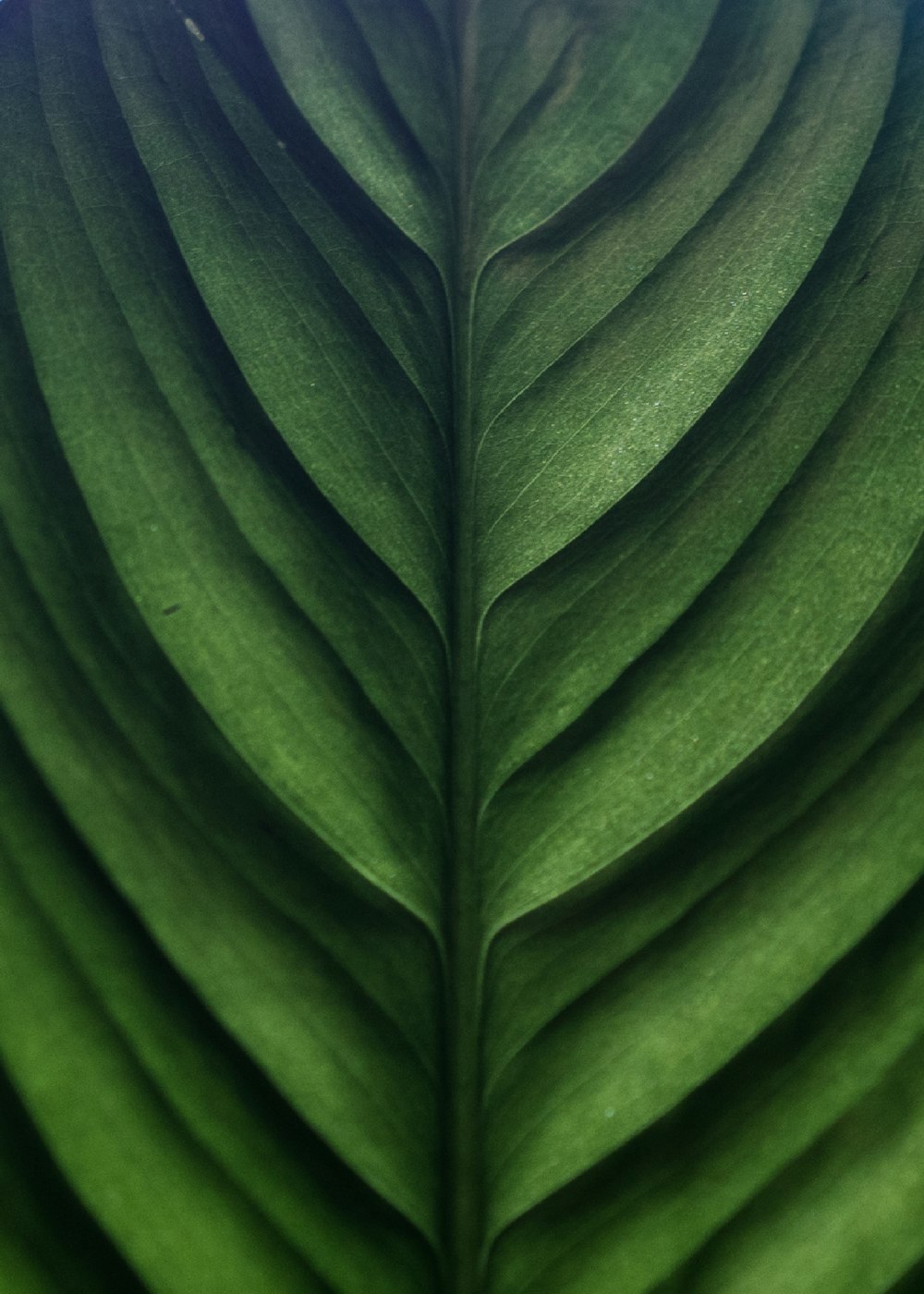 a close up view of a green leaf