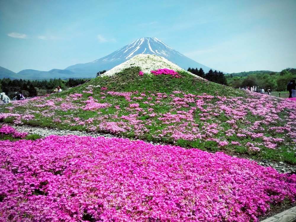 pink flowers