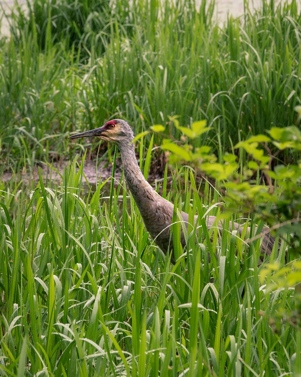 brown bird in grass field