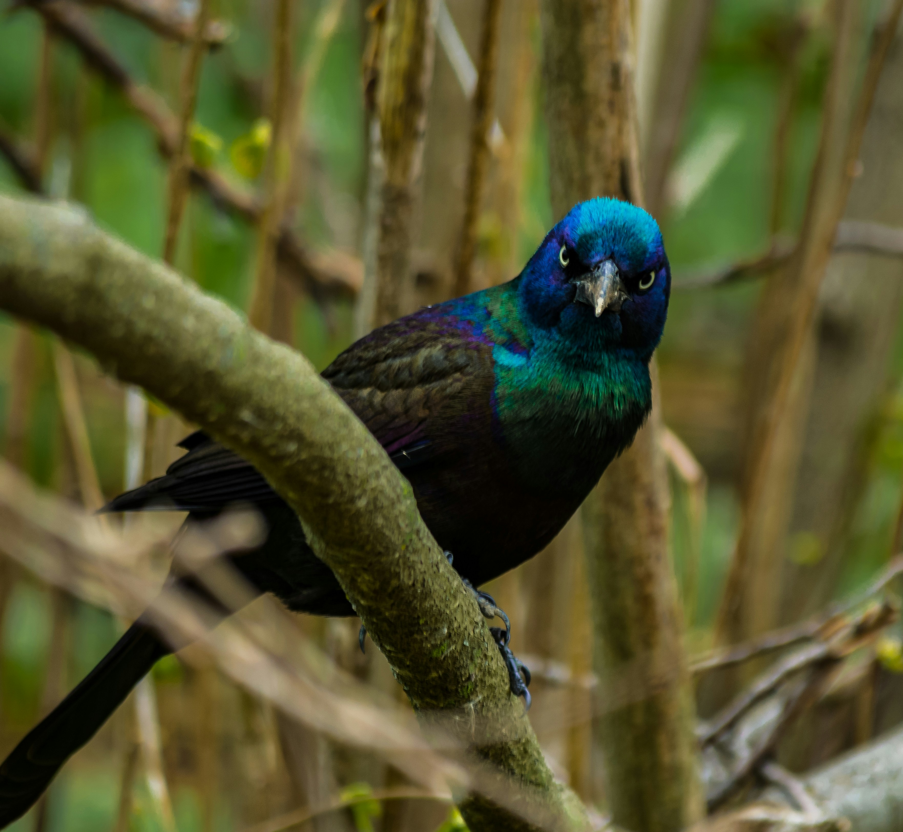 blue and green bird