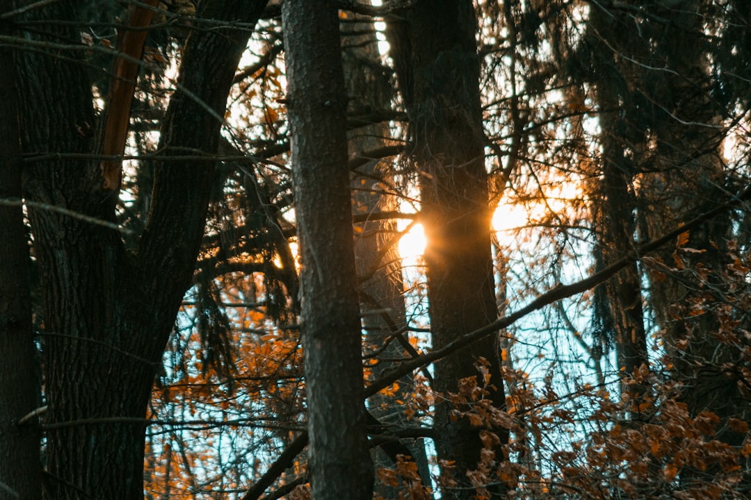 forest trees photograph