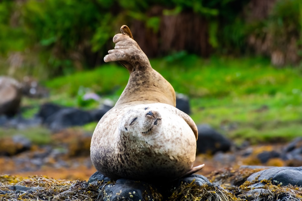 sea lion on rock