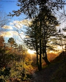 Sunset over a quiet forest path, inviting calm and inner freedom.