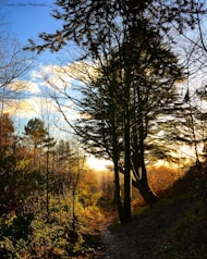Evening forest path softly illuminated by fading daylight, inviting calm reflection