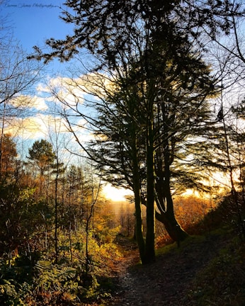 Sunset over a quiet forest path, inviting calm and inner freedom.