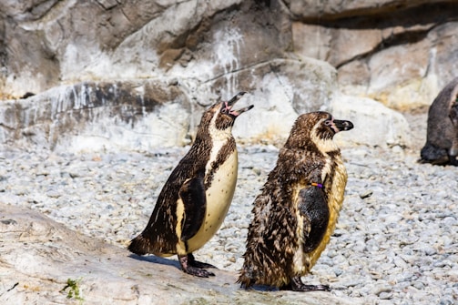 Two penguins standing on a rocky surface with a textured stone wall in the background. The penguin on the left appears to be vocalizing, with its beak open, while both have distinct markings and wet feathers glistening in the sunlight.