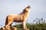 A powerful wolf howling at a full moon in the night sky.