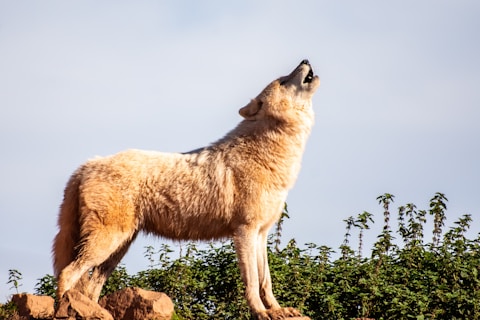 brown wolf standing boulder during daytime