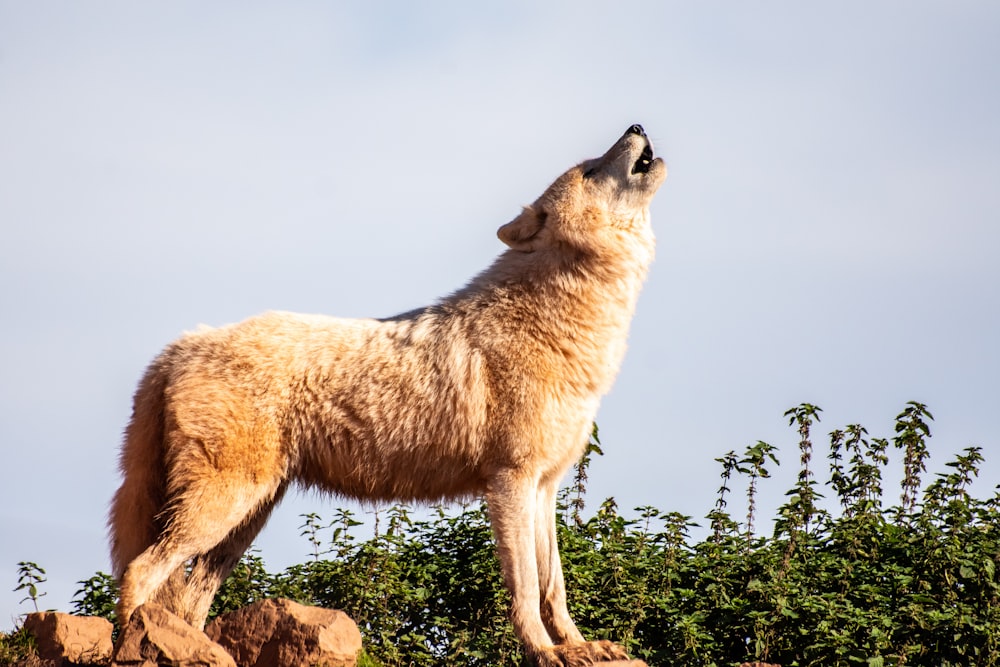 Brauner Wolf, der tagsüber auf einem Felsbrocken steht