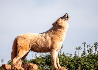 brown wolf standing boulder during daytime