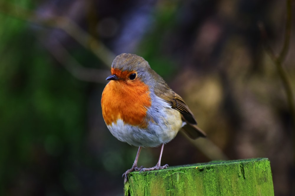 orange and grey bird during daytime
