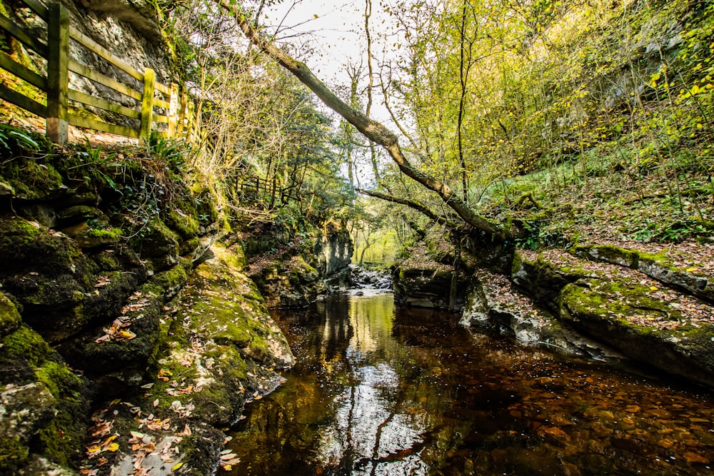 river in forest