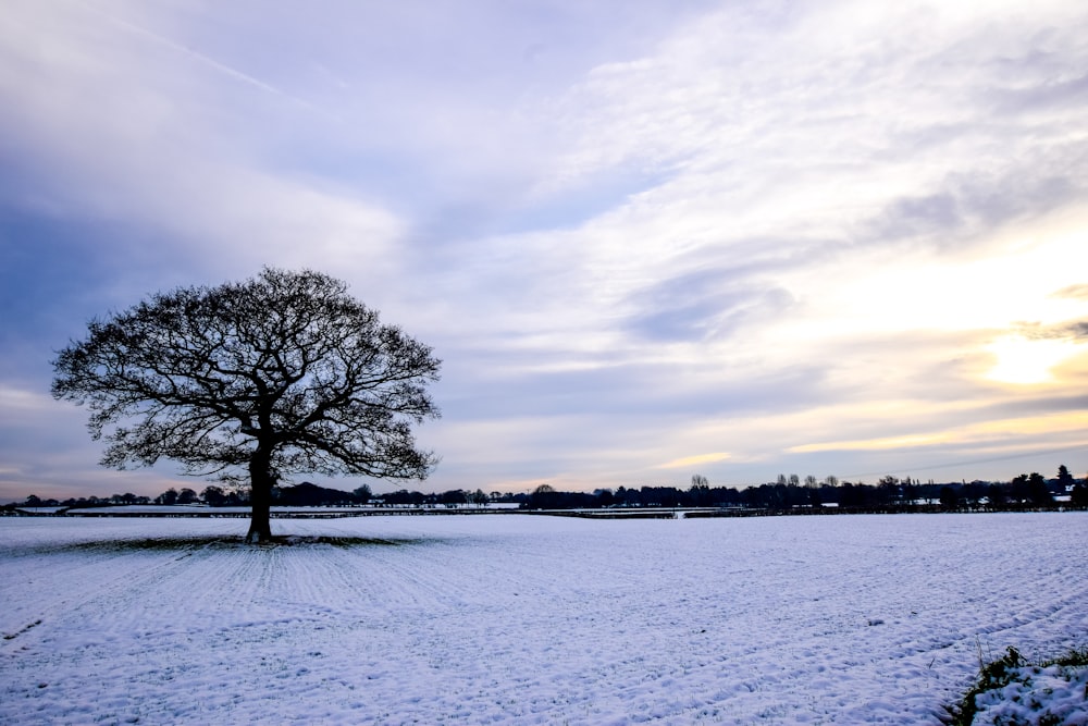 tree on snow field