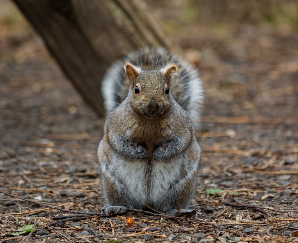 Fotografia di scoiattolo marrone