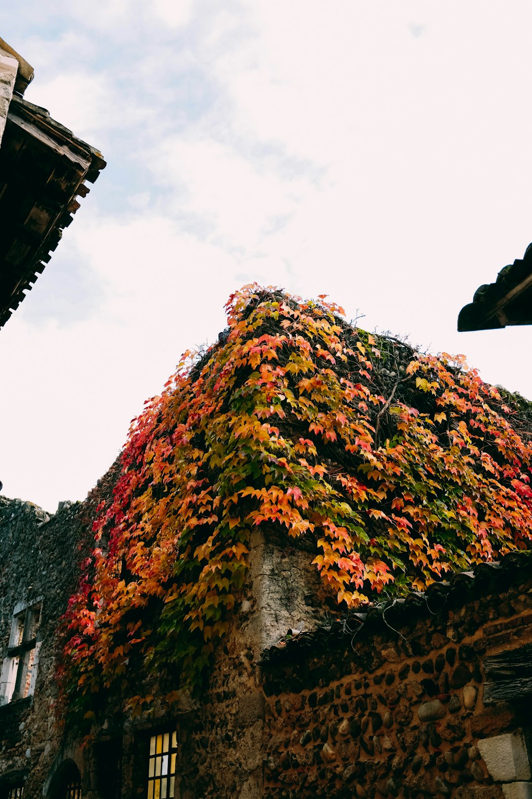 brown ivy plants on concrete building