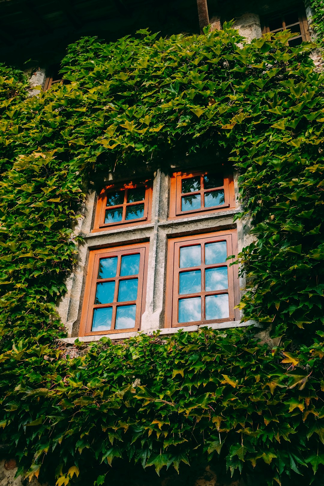 green leafed plants covering house