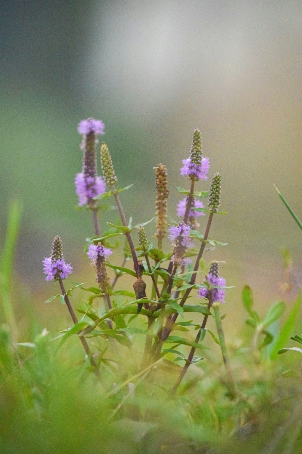 selective focus photography of purple-petaled flowers
