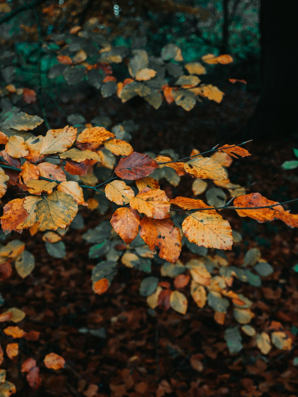 Photo de mise au point peu profonde de feuilles