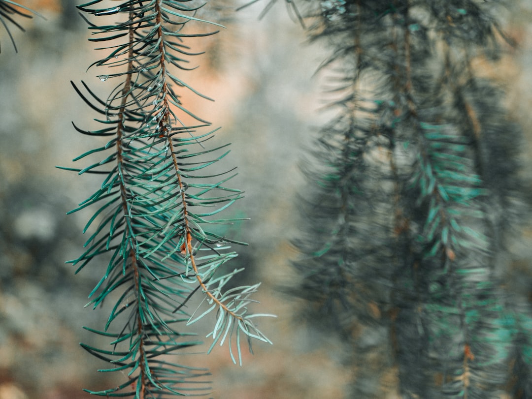 close-up photography of green pine leaf