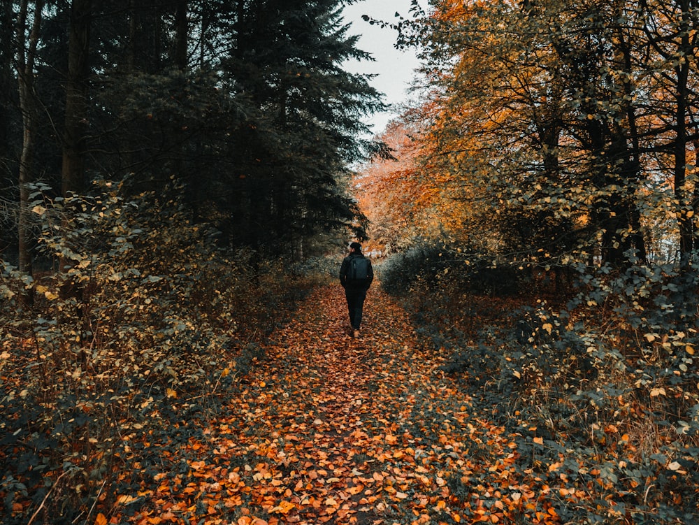 person between trees during daytime