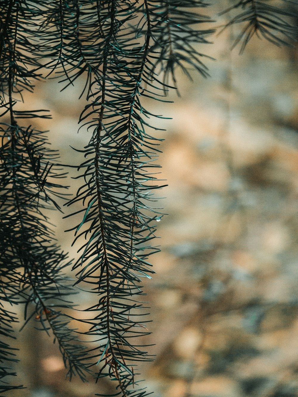 selective focus photography of green-leafed plant