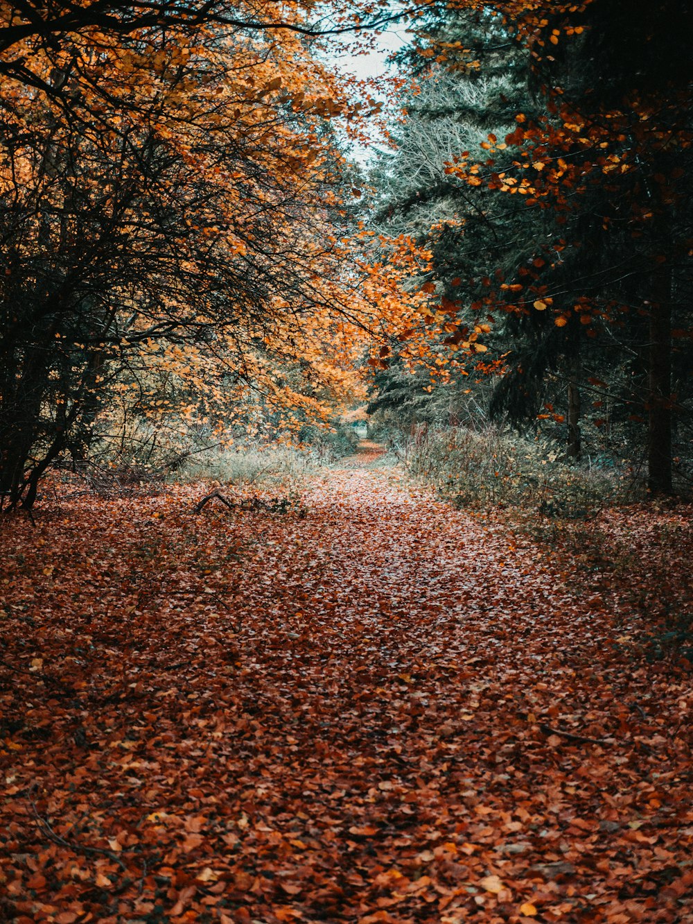 dried brown leaves