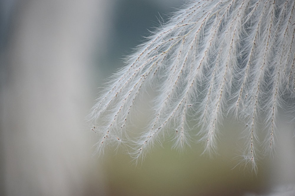 selective focus photography of a white-petaled flower