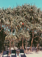 Community members planting coastal pandanus plants along the shore