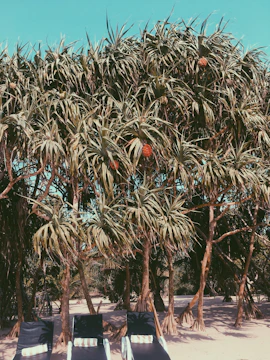 Community members planting coastal pandanus plants along the shore