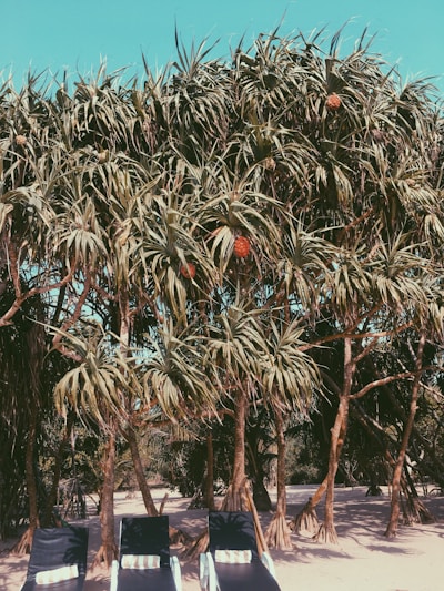 green-leafed trees during daytime