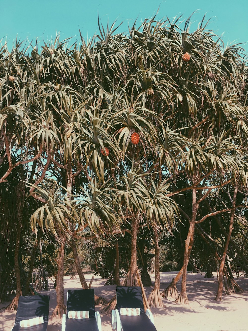 árboles de hojas verdes durante el día