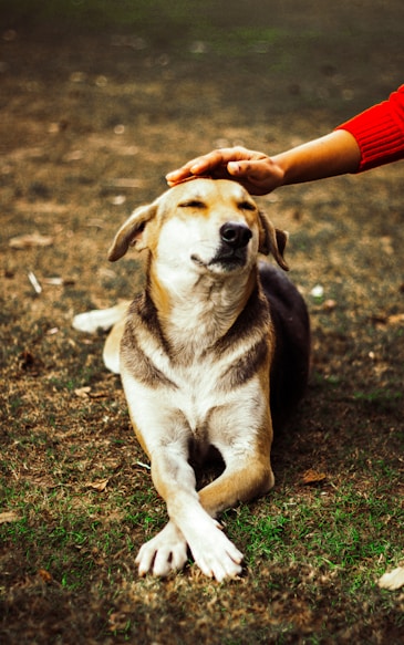 person touching beagle dog on green field