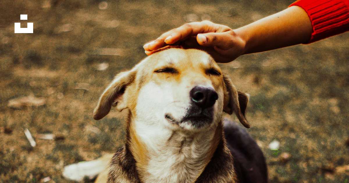Beagle Stack Persona tocando perro beagle en campo verde - Foto gratuita en Unsplash