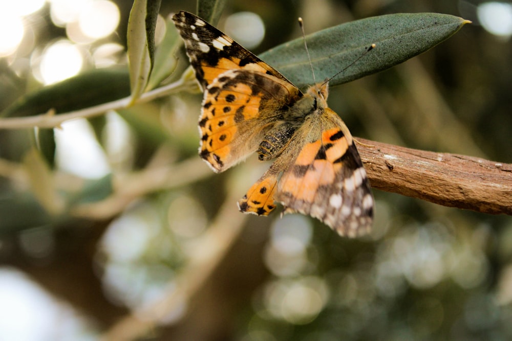 orange, black, and white butterfly on green leaf