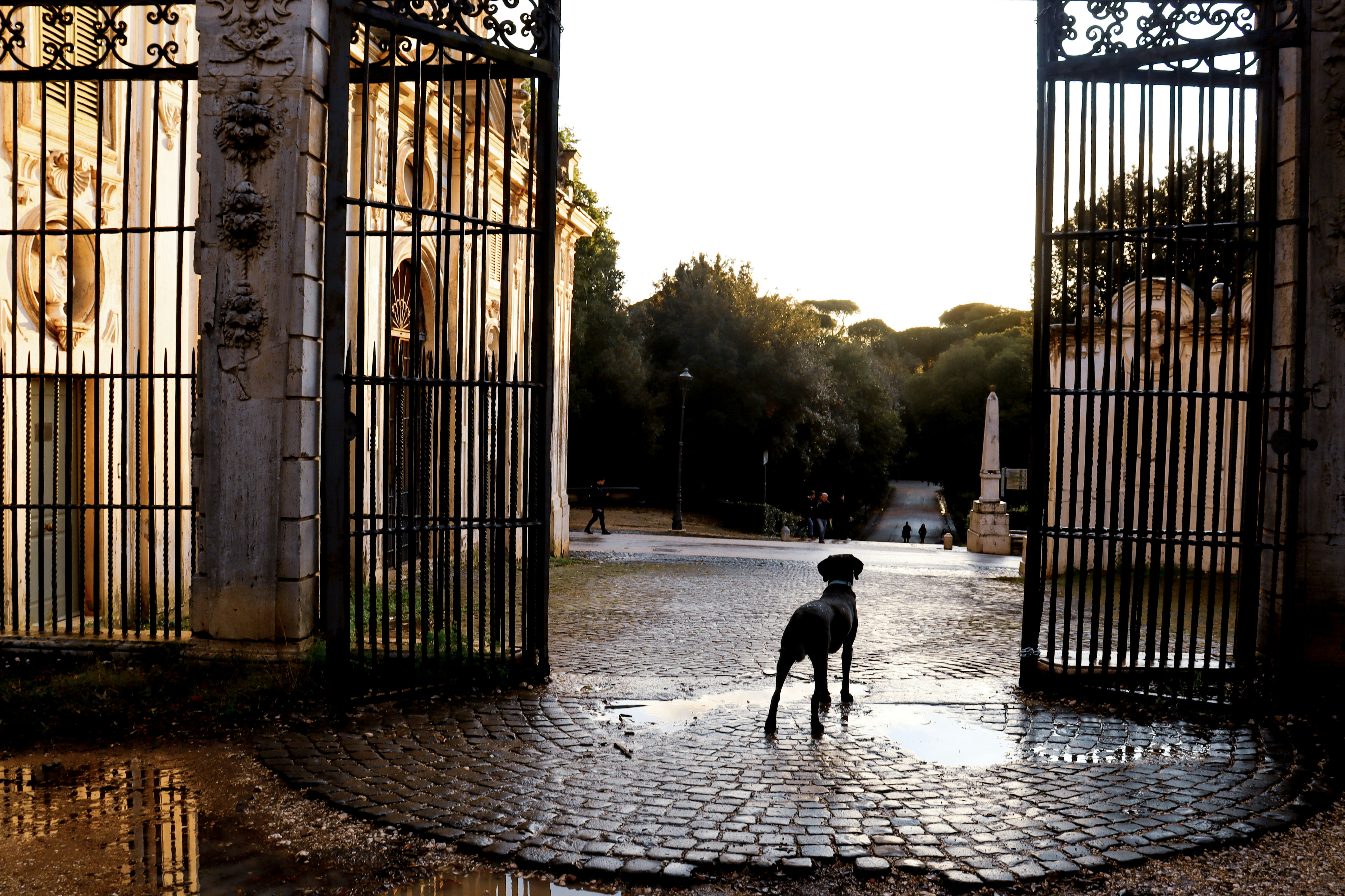 dog standing in front of an open gate