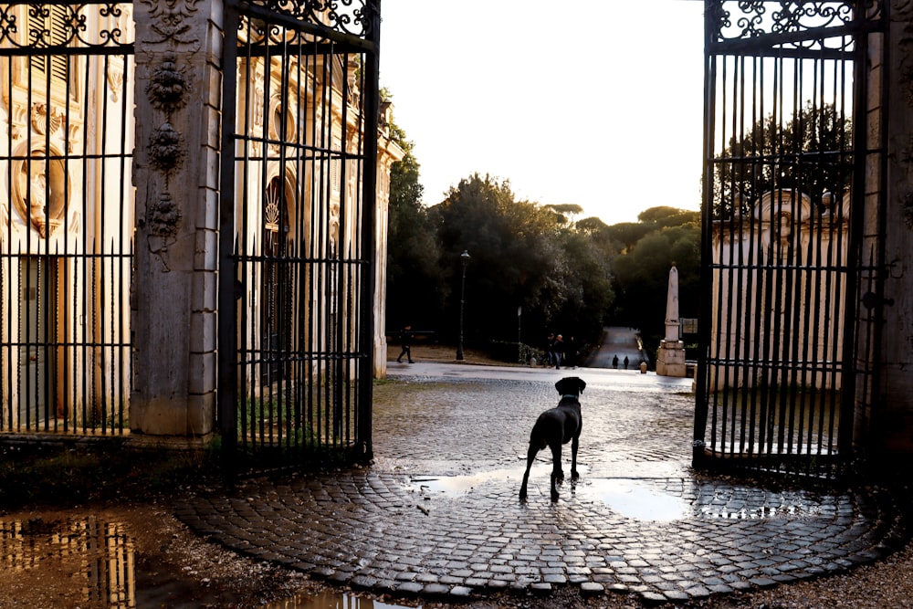 dog standing in front of an open gate
