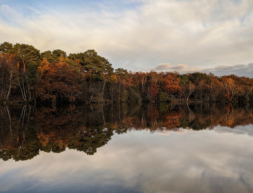 body of water near the trees photograph