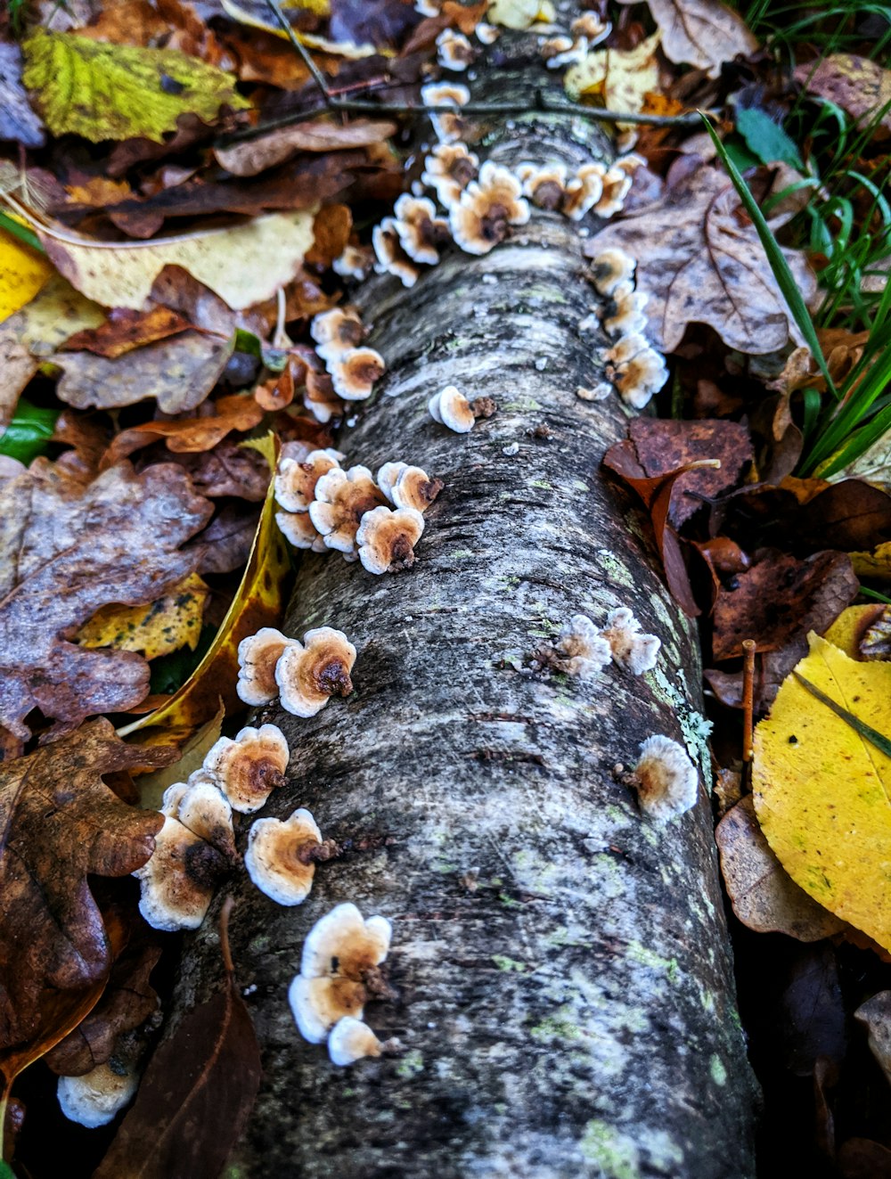white-and-brown mushrooms on log