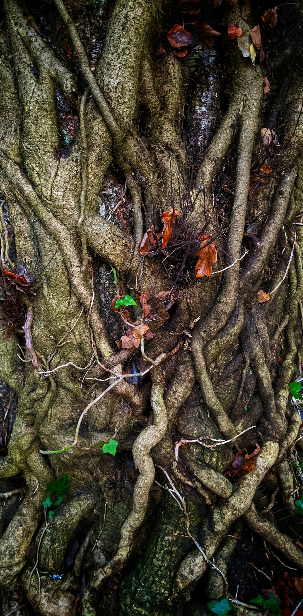 a very large tree with very many branches