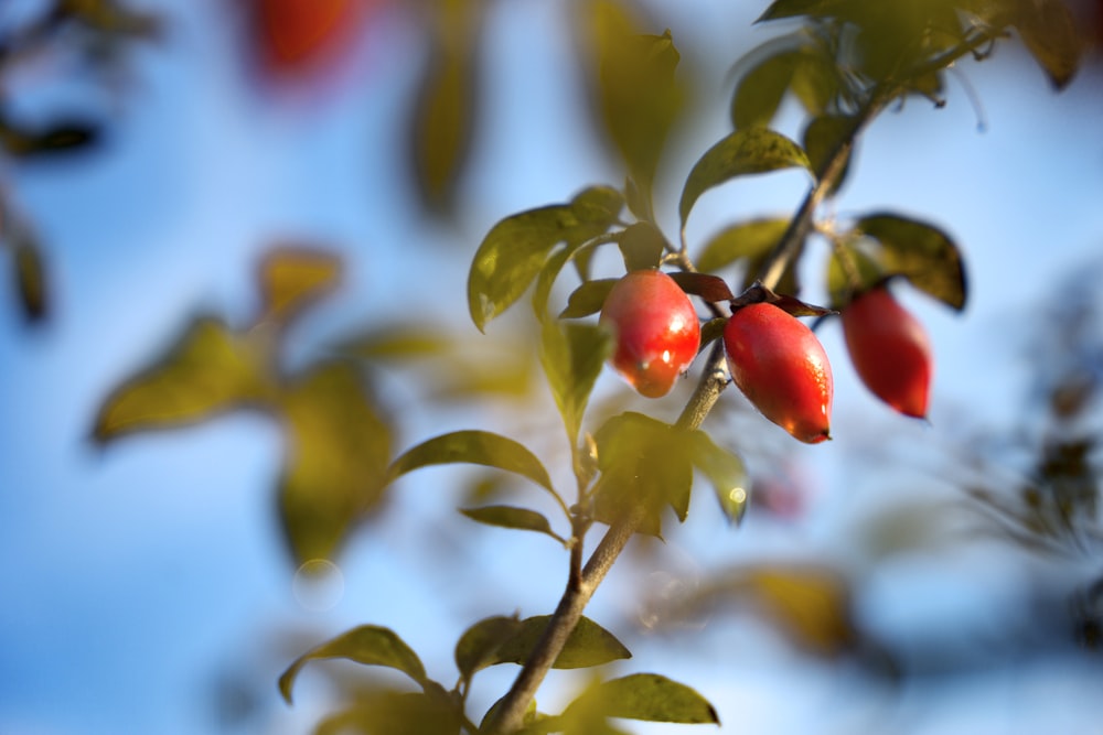 shallow focus photo of red fruits