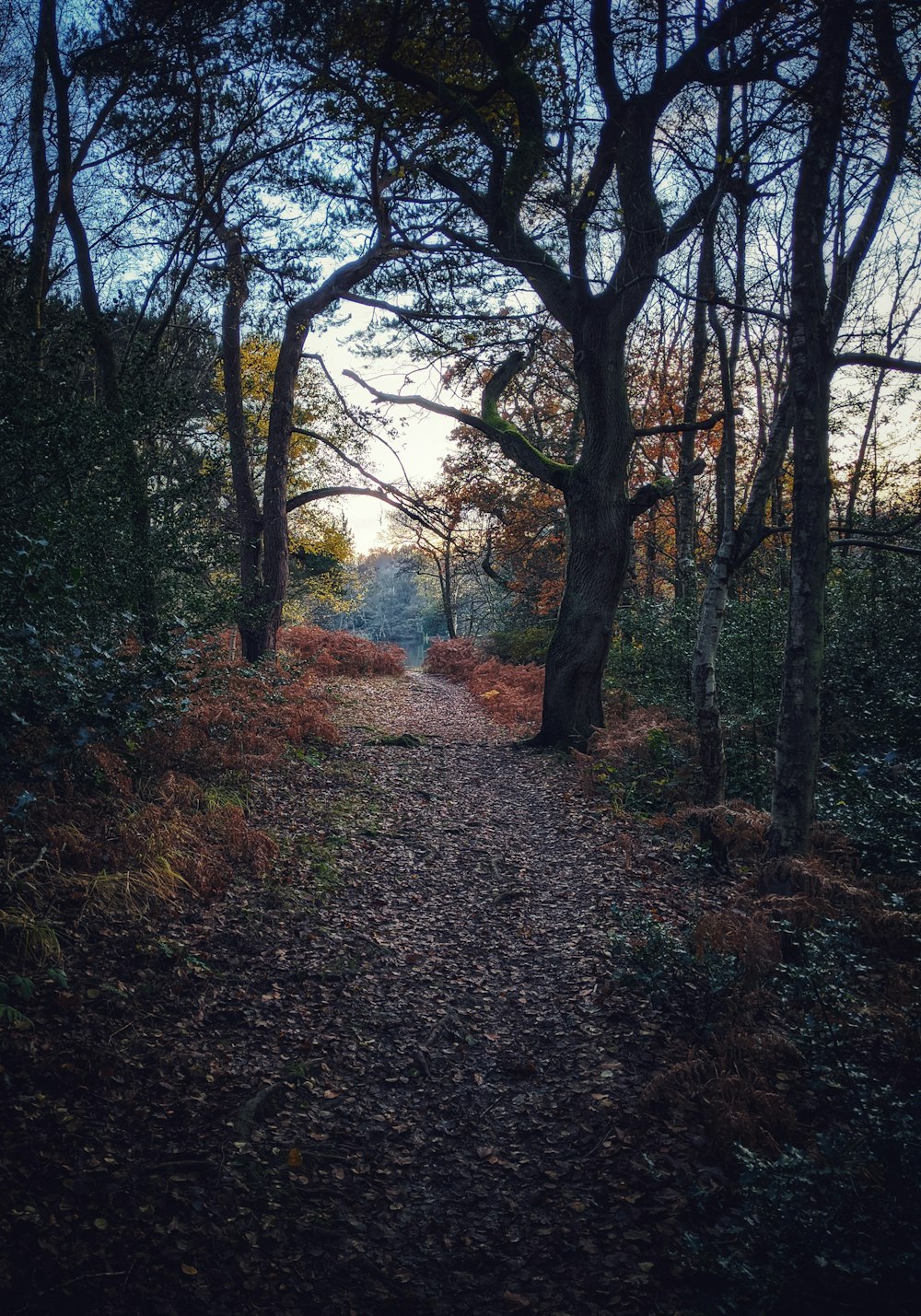 dirt road near trees during day